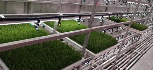 aeroponics fodder gutter tray